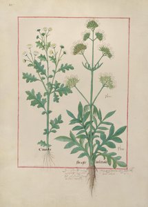 Illustration from the Book of Simple Medicines by Mattheaus Platearius by Robinet Testard
